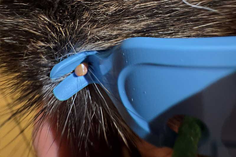 Blauer Tick-Off Zecke entfernen