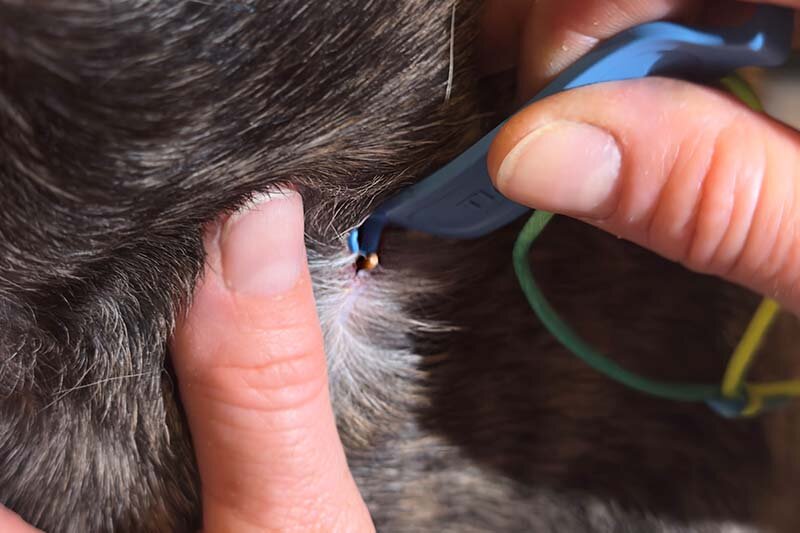 Mit Tick-Off eine Zecke beim Hund entfernen