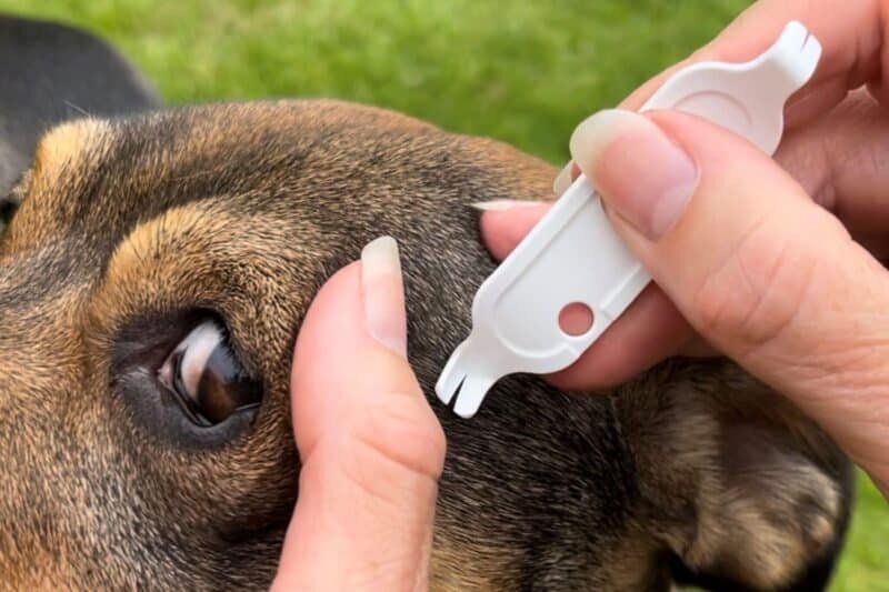Mit Tick-Off eine Zecke beim Hund entfernen