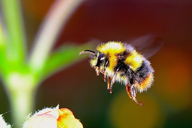 Hummel.jpg